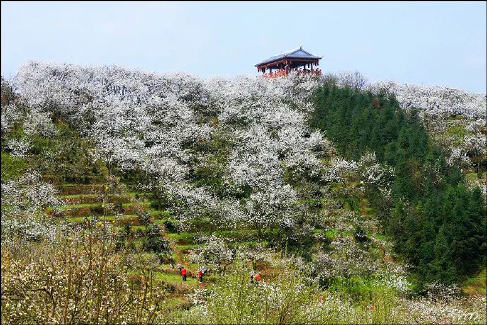 【春天,广西桂林灌阳县向您发出邀请!】我们在灌阳看梨花 - 游山玩水 - 松原生活社区 - 松原28生活网 songyuan.28life.com