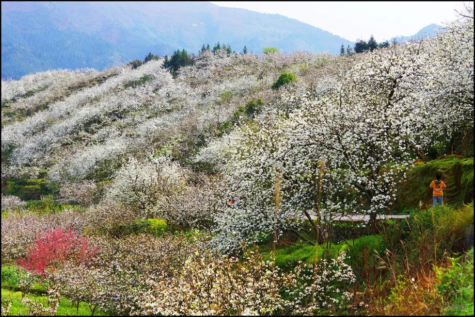 【春天,广西桂林灌阳县向您发出邀请!】我们在灌阳看梨花 - 游山玩水 - 松原生活社区 - 松原28生活网 songyuan.28life.com