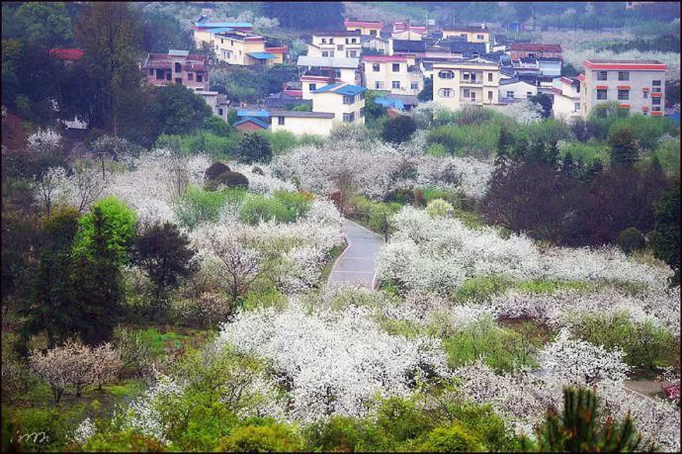 【春天,广西桂林灌阳县向您发出邀请!】我们在灌阳看梨花 - 游山玩水 - 松原生活社区 - 松原28生活网 songyuan.28life.com