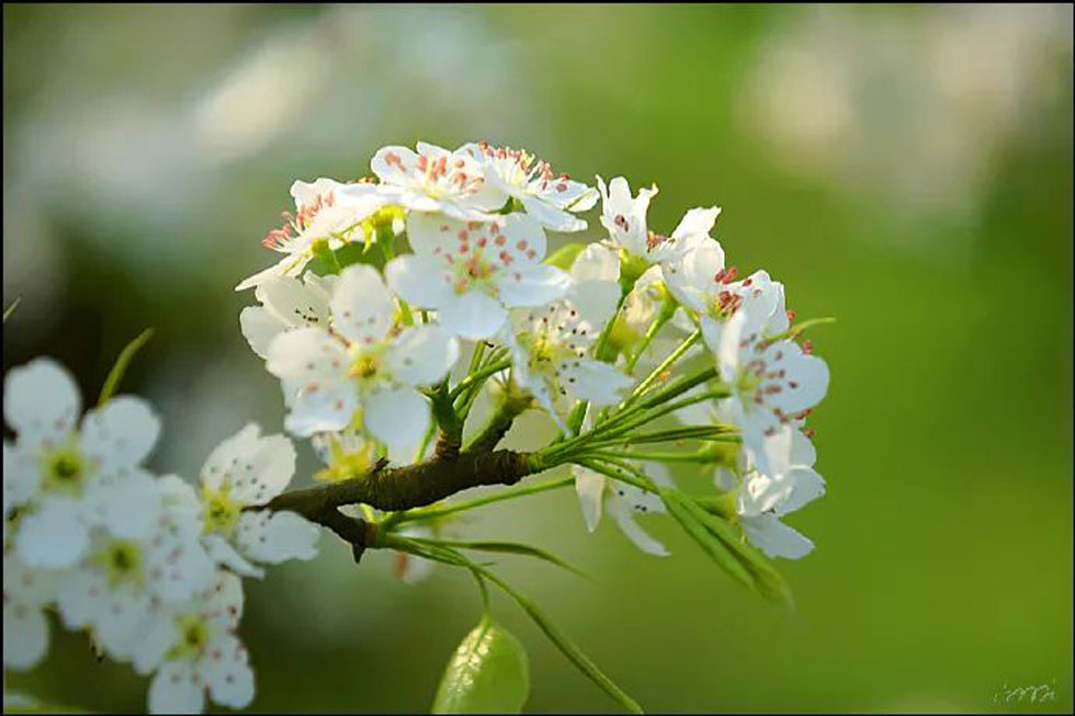 【春天,广西桂林灌阳县向您发出邀请!】我们在灌阳看梨花 - 游山玩水 - 松原生活社区 - 松原28生活网 songyuan.28life.com