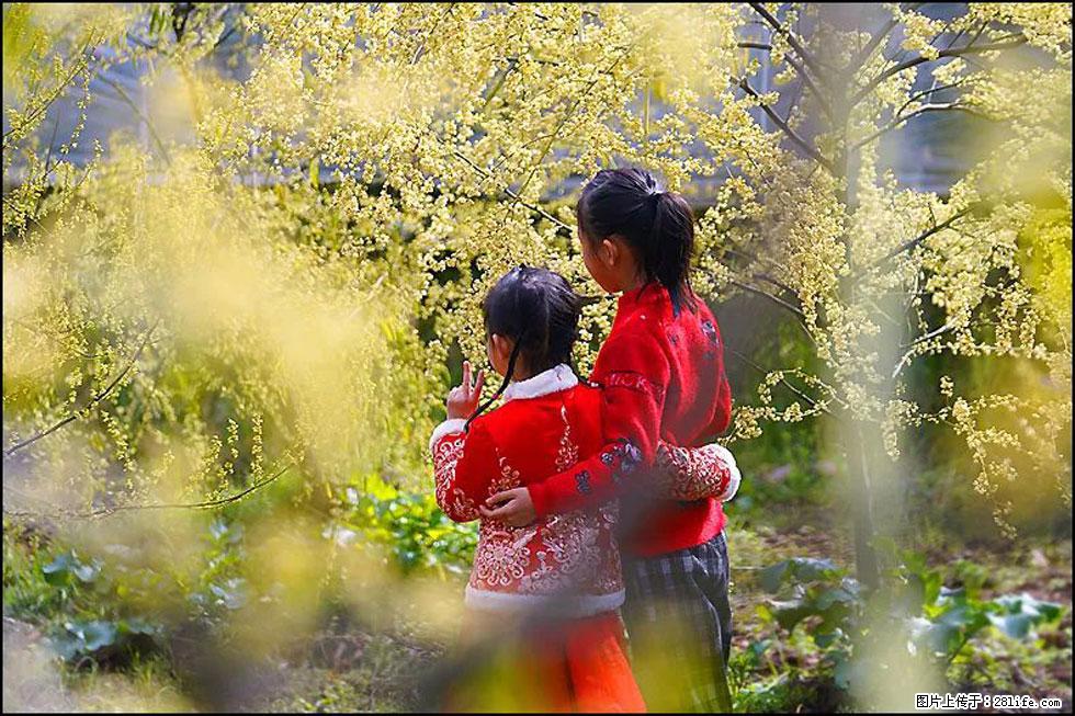 【春天,广西桂林灌阳县向您发出邀请!】米珠山前有片山苍子花在飘香 - 游山玩水 - 松原生活社区 - 松原28生活网 songyuan.28life.com