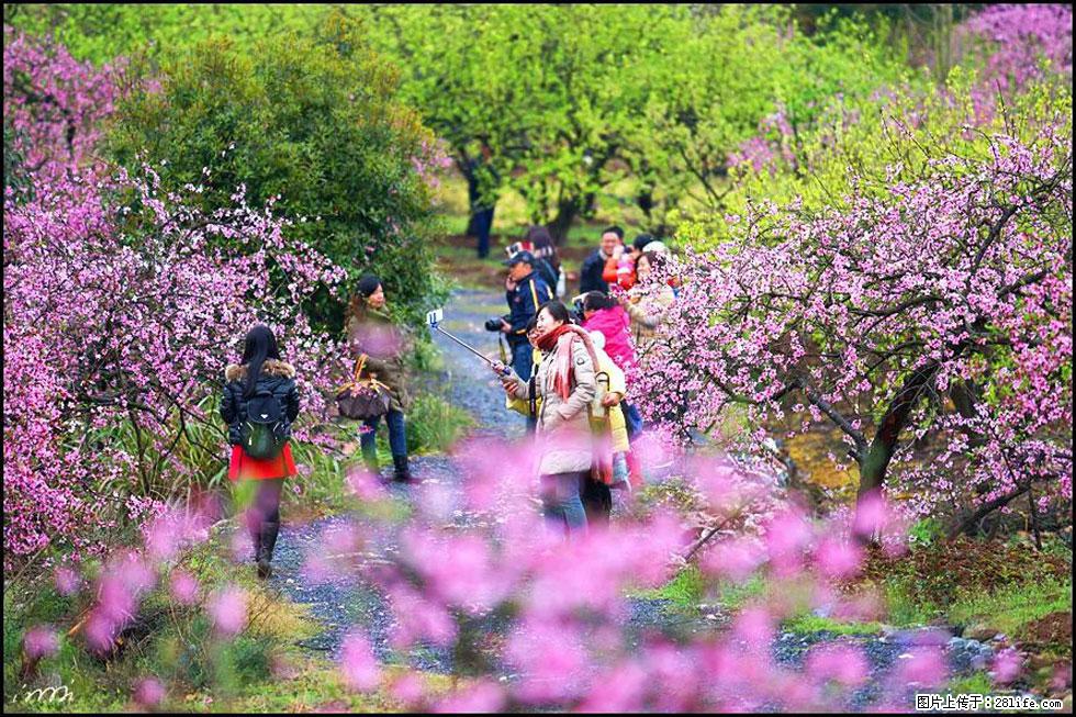 【春天,广西桂林灌阳县向您发出邀请!】官庄村有个醉美的桃花园 - 游山玩水 - 松原生活社区 - 松原28生活网 songyuan.28life.com