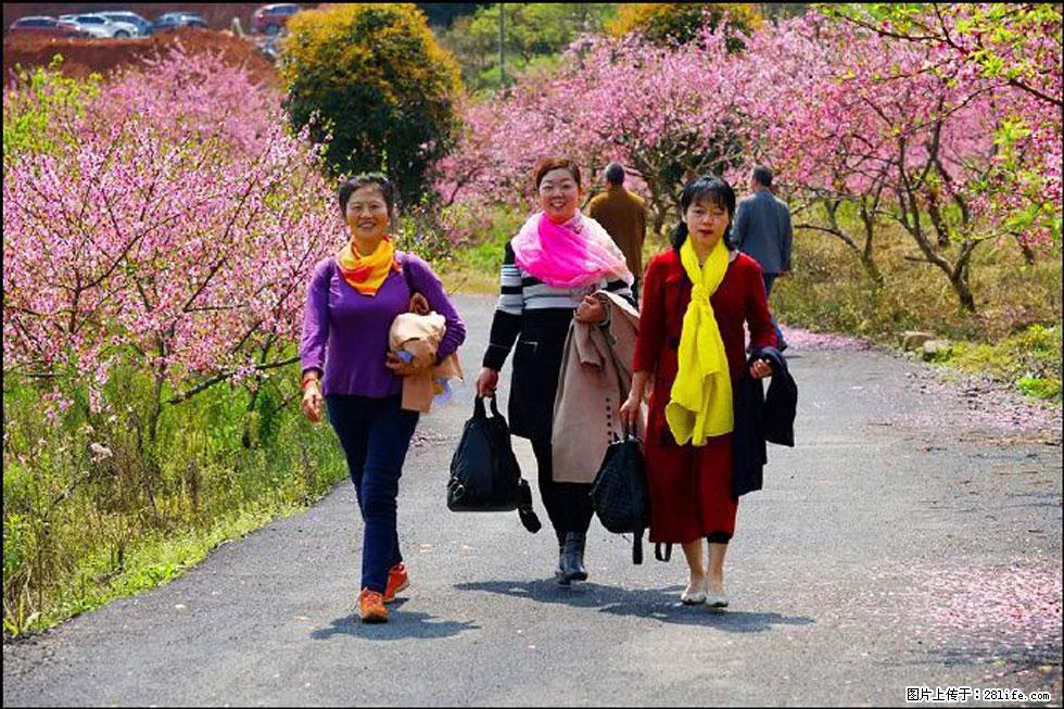 【春天,广西桂林灌阳县向您发出邀请!】官庄村有个醉美的桃花园 - 游山玩水 - 松原生活社区 - 松原28生活网 songyuan.28life.com