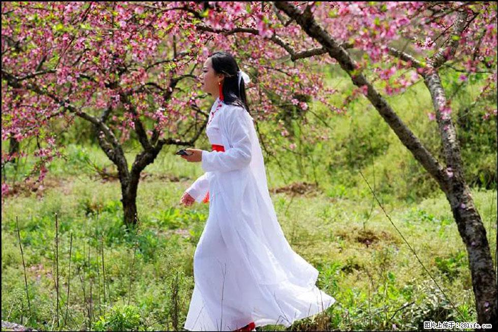【春天,广西桂林灌阳县向您发出邀请!】官庄村有个醉美的桃花园 - 游山玩水 - 松原生活社区 - 松原28生活网 songyuan.28life.com