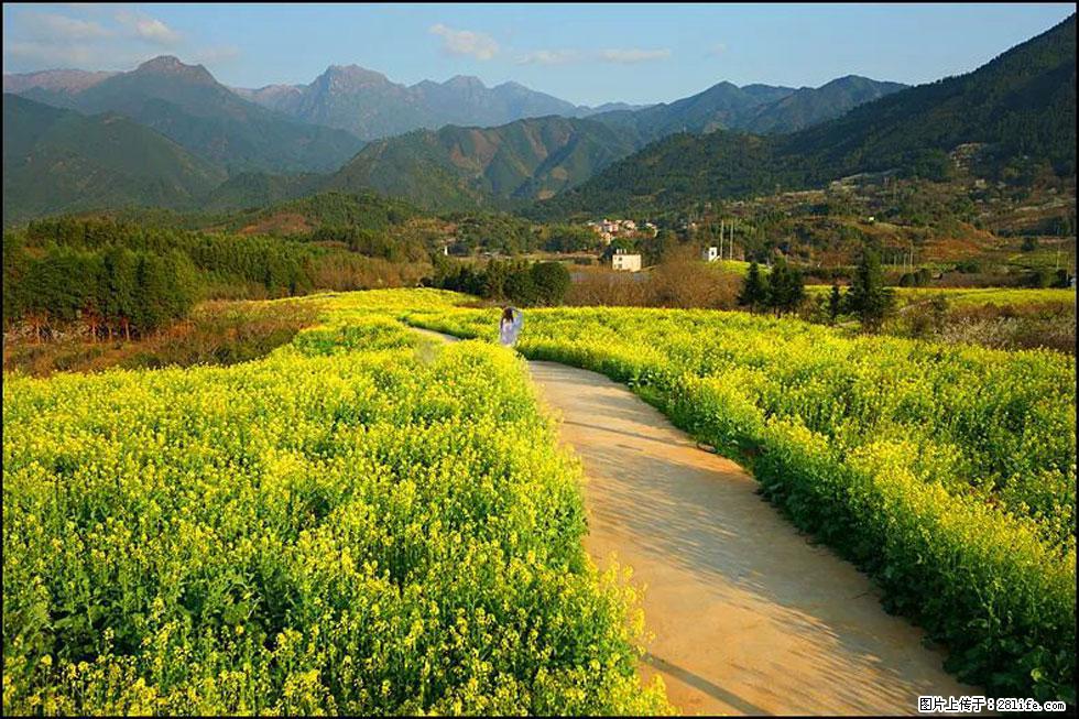 【春天,广西桂林灌阳县向您发出邀请!】长坪村油菜盛情花开 - 游山玩水 - 松原生活社区 - 松原28生活网 songyuan.28life.com