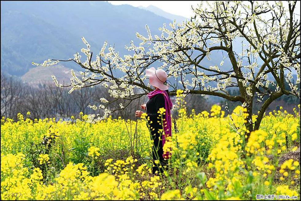 【春天,广西桂林灌阳县向您发出邀请!】长坪村油菜盛情花开 - 游山玩水 - 松原生活社区 - 松原28生活网 songyuan.28life.com