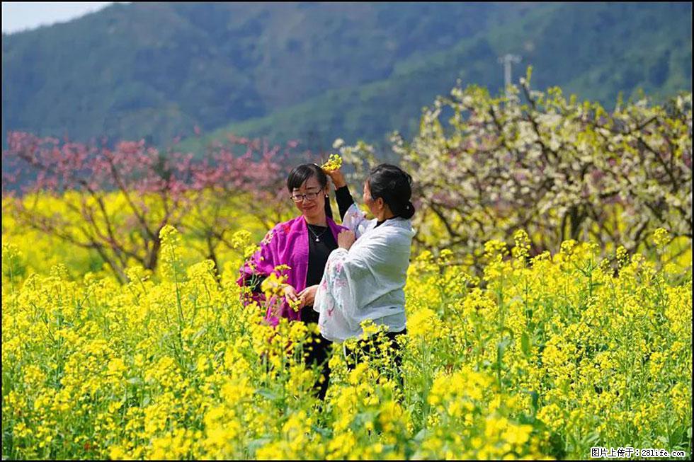 【春天,广西桂林灌阳县向您发出邀请!】长坪村油菜盛情花开 - 游山玩水 - 松原生活社区 - 松原28生活网 songyuan.28life.com