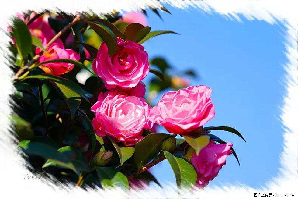 【春天,广西桂林灌阳县向您发出邀请!】杨柳井茶花惹人爱 - 游山玩水 - 松原生活社区 - 松原28生活网 songyuan.28life.com