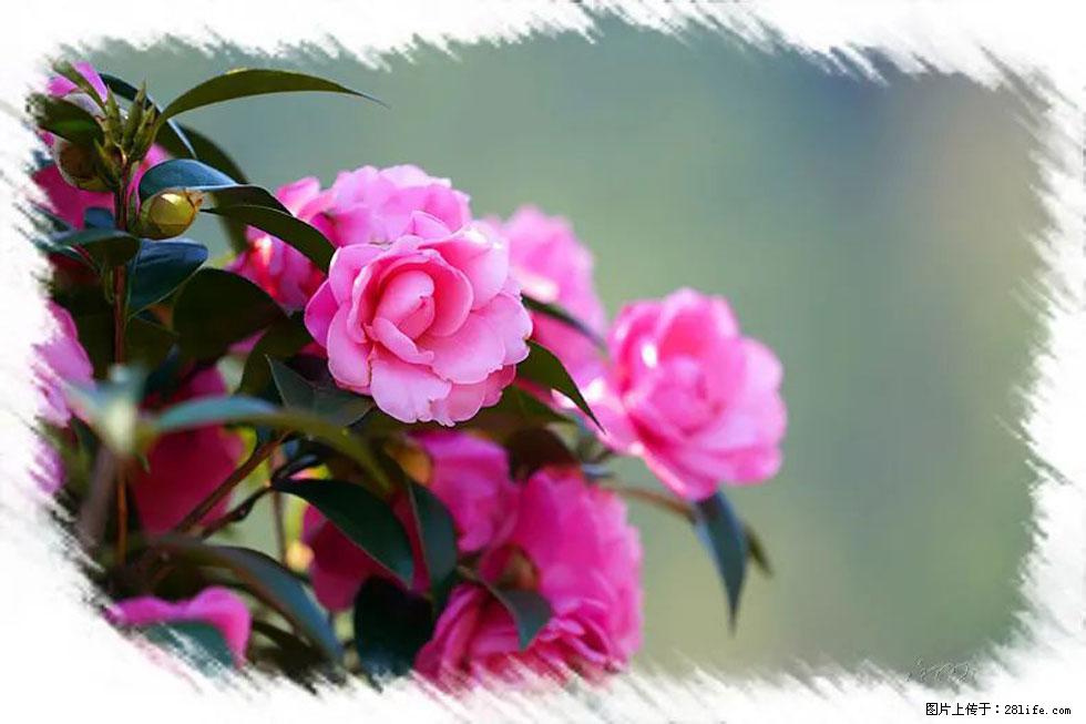 【春天,广西桂林灌阳县向您发出邀请!】杨柳井茶花惹人爱 - 游山玩水 - 松原生活社区 - 松原28生活网 songyuan.28life.com