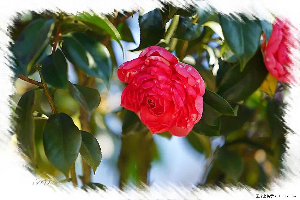 【春天,广西桂林灌阳县向您发出邀请!】杨柳井茶花惹人爱 - 游山玩水 - 松原生活社区 - 松原28生活网 songyuan.28life.com