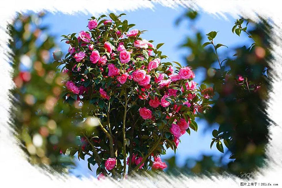 【春天,广西桂林灌阳县向您发出邀请!】杨柳井茶花惹人爱 - 游山玩水 - 松原生活社区 - 松原28生活网 songyuan.28life.com