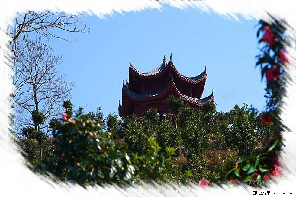 【春天,广西桂林灌阳县向您发出邀请!】杨柳井茶花惹人爱 - 游山玩水 - 松原生活社区 - 松原28生活网 songyuan.28life.com