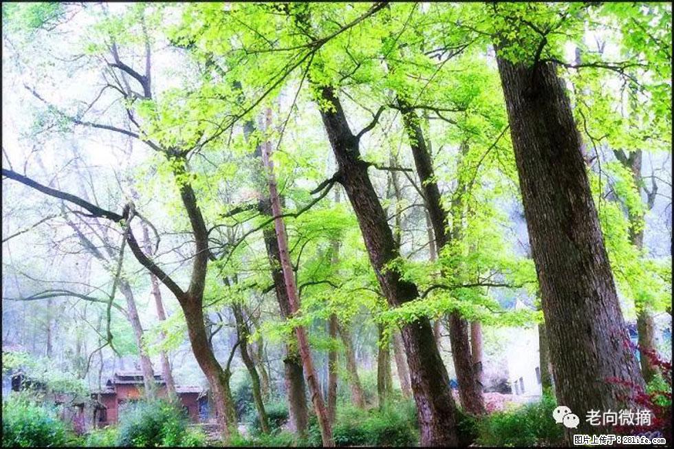 【春天,广西桂林灌阳县向您发出邀请!】在小龙村与春天约会 - 游山玩水 - 松原生活社区 - 松原28生活网 songyuan.28life.com