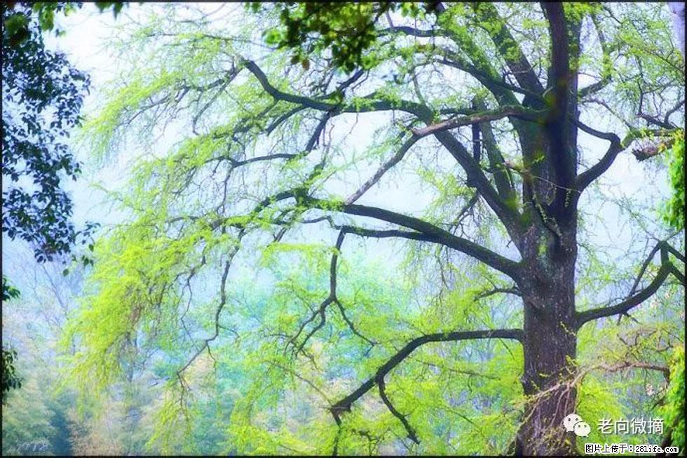 【春天,广西桂林灌阳县向您发出邀请!】在小龙村与春天约会 - 游山玩水 - 松原生活社区 - 松原28生活网 songyuan.28life.com