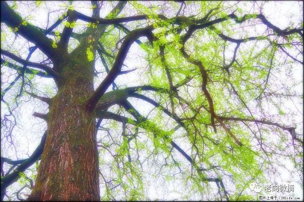 【春天,广西桂林灌阳县向您发出邀请!】在小龙村与春天约会 - 游山玩水 - 松原生活社区 - 松原28生活网 songyuan.28life.com