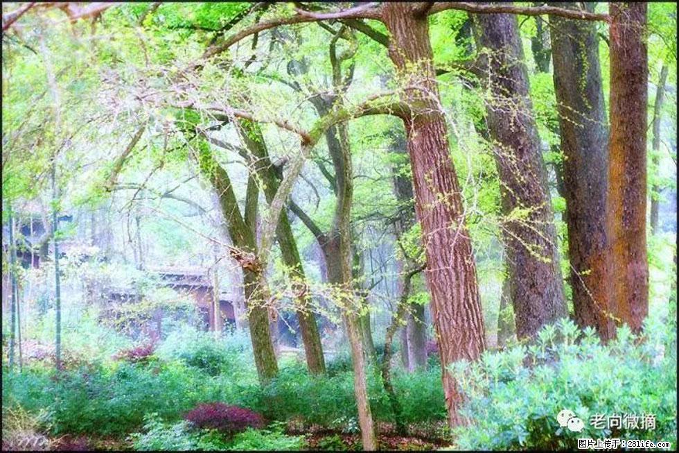 【春天,广西桂林灌阳县向您发出邀请!】在小龙村与春天约会 - 游山玩水 - 松原生活社区 - 松原28生活网 songyuan.28life.com