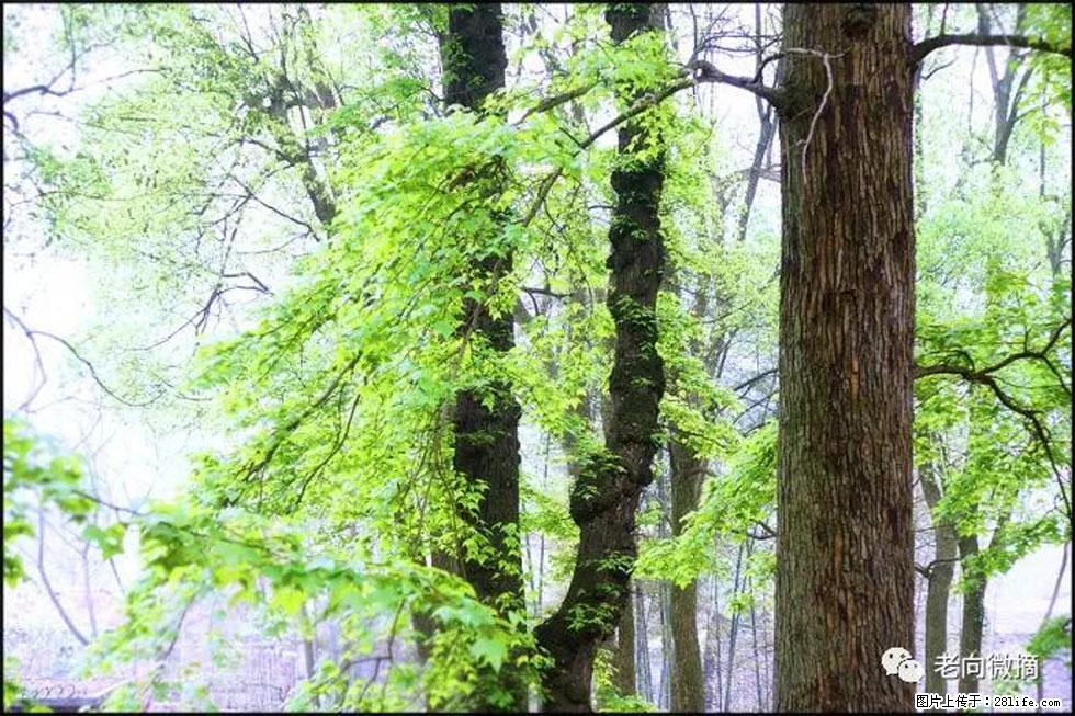 【春天,广西桂林灌阳县向您发出邀请!】在小龙村与春天约会 - 游山玩水 - 松原生活社区 - 松原28生活网 songyuan.28life.com