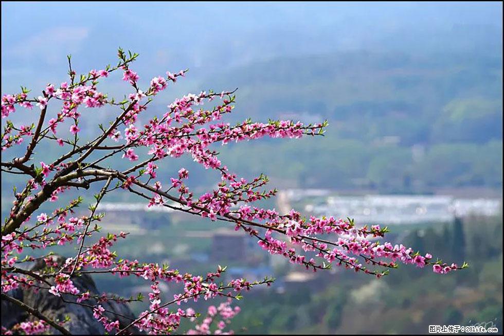 【春天,广西桂林灌阳县向您发出邀请!】望月岭上桃花开 - 游山玩水 - 松原生活社区 - 松原28生活网 songyuan.28life.com