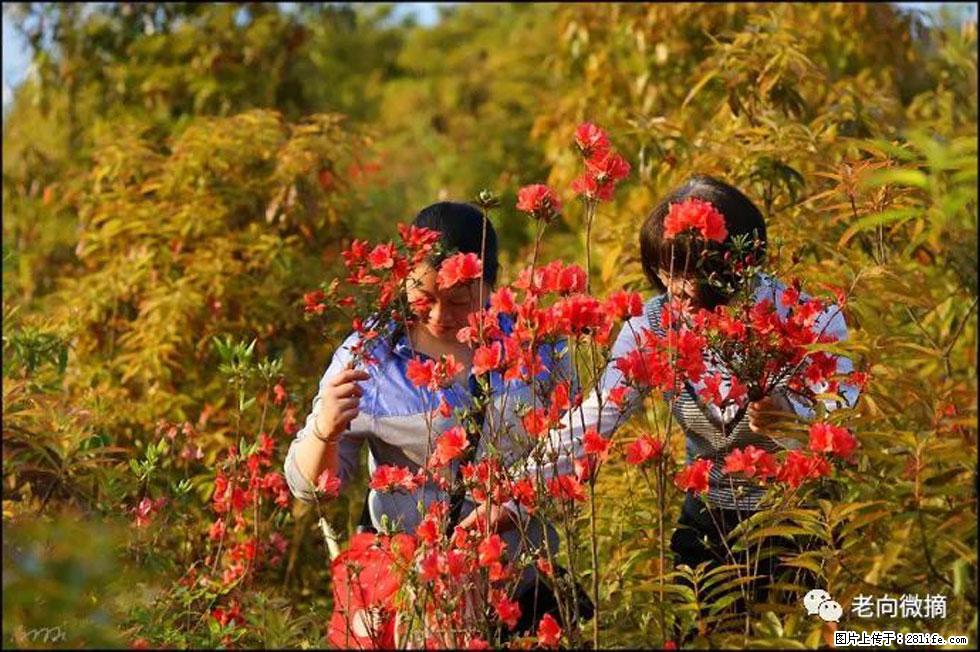 【春天，广西桂林灌阳县向您发出邀请！】登麒麟山，相约映山红 - 游山玩水 - 松原生活社区 - 松原28生活网 songyuan.28life.com