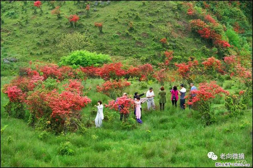 【春天，广西桂林灌阳县向您发出邀请！】宝盖山上映山红 - 游山玩水 - 松原生活社区 - 松原28生活网 songyuan.28life.com