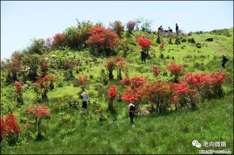 【春天，广西桂林灌阳县向您发出邀请！】宝盖山上映山红 - 游山玩水 - 松原生活社区 - 松原28生活网 songyuan.28life.com