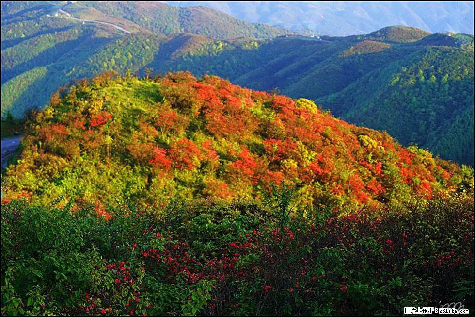 【春天，广西桂林灌阳县向您发出邀请！】春木界上映山红 - 游山玩水 - 松原生活社区 - 松原28生活网 songyuan.28life.com