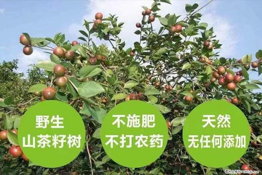 【灌阳县油茶产业示范区】一个有着充实的精神生活的人,对待身外之物自会有一种淡泊的态度 - 土特产 - 饮食特产 - 松原分类信息 - 松原28生活网 songyuan.28life.com