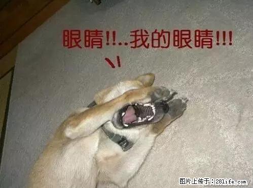 笑癫了！一女的怀孕三年未生，他终于忍不住了... - 娱乐八卦 - 松原生活社区 - 松原28生活网 songyuan.28life.com