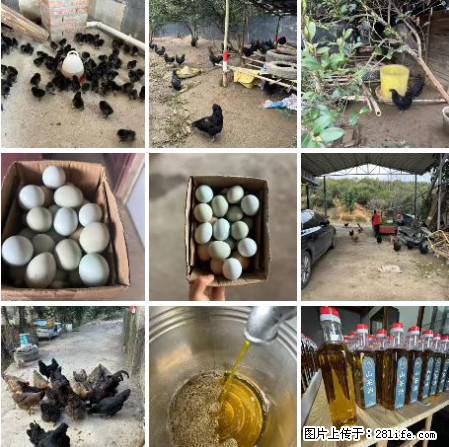 油茶园从小鸡仔开始养起的纯土鸡、土鸡蛋可以预定啦!还有前几天刚榨的纯山茶油哦 - 土特产 - 饮食特产 - 松原分类信息 - 松原28生活网 songyuan.28life.com