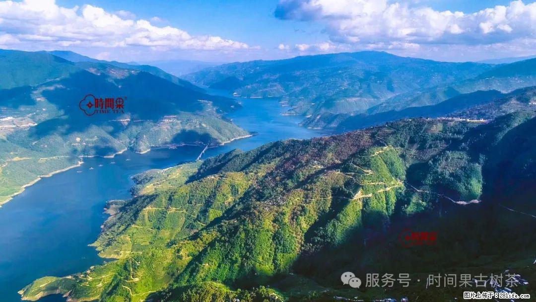 时间果百年古树龙珠普洱生茶 - 购物交流 - 松原生活社区 - 松原28生活网 songyuan.28life.com