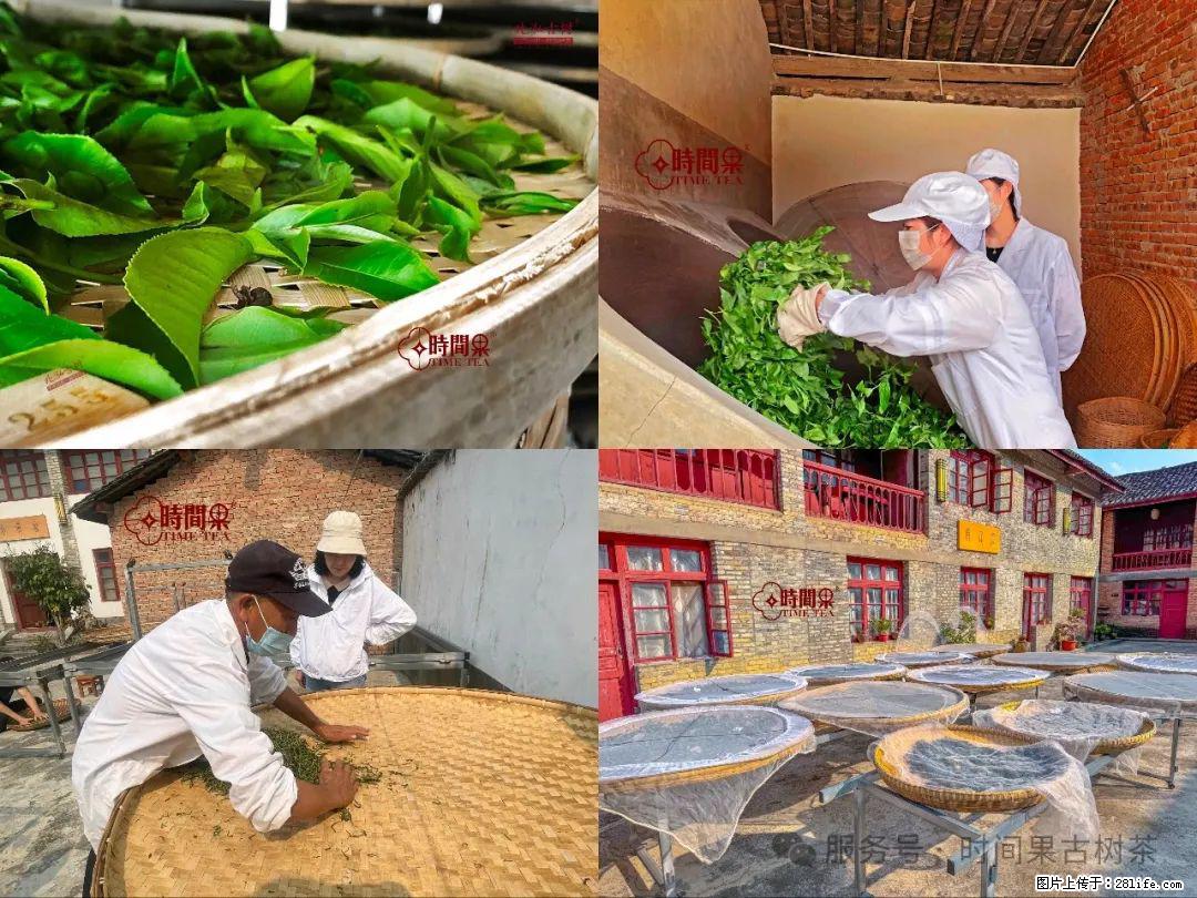 时间果百年古树龙珠普洱生茶 - 购物交流 - 松原生活社区 - 松原28生活网 songyuan.28life.com