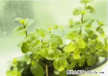 晕车、脚气、牙齿变黄、皮肤粗糙?学会这些三分钟搞定! - 松原生活资讯 - 松原28生活网 songyuan.28life.com