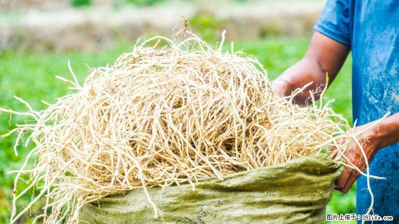 堪称“最难吃”的蔬菜,却是 “抗辐射神器”,还能护肺、清热、止咳化痰! - 松原生活资讯 - 松原28生活网 songyuan.28life.com