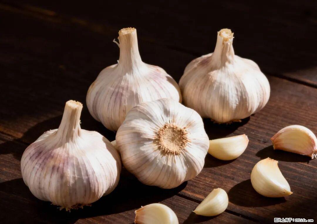 关于大蒜,除了“天然抗生素”,这4个谣言更该警惕! - 松原生活资讯 - 松原28生活网 songyuan.28life.com