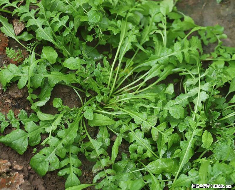 这些蔬菜是“天然钙片”,这6种被医生重点推荐 - 松原生活资讯 - 松原28生活网 songyuan.28life.com