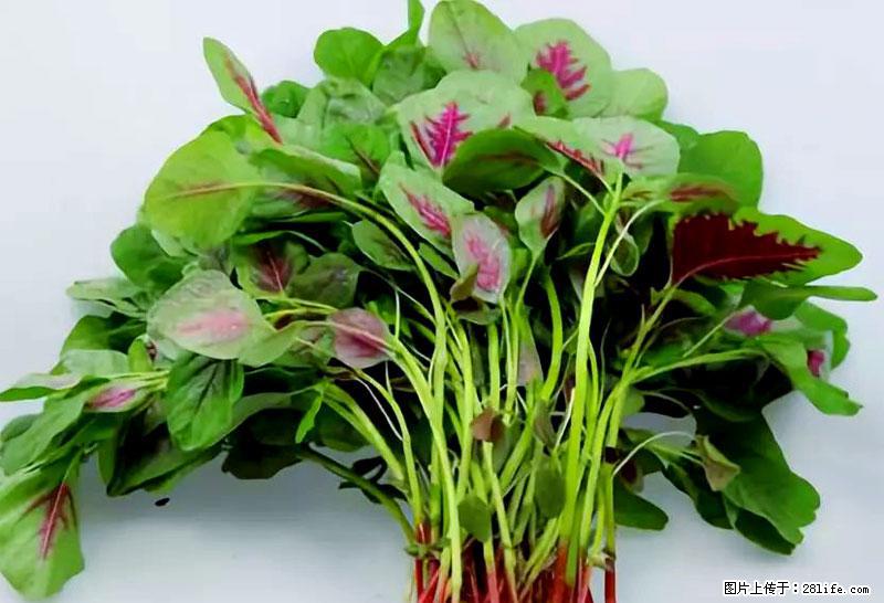 这些蔬菜是“天然钙片”,这6种被医生重点推荐 - 松原生活资讯 - 松原28生活网 songyuan.28life.com