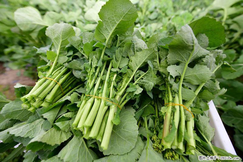 这些蔬菜是“天然钙片”,这6种被医生重点推荐 - 松原生活资讯 - 松原28生活网 songyuan.28life.com